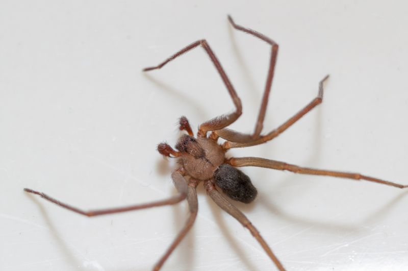 Brown Recluse Extermination in Frisco, TX