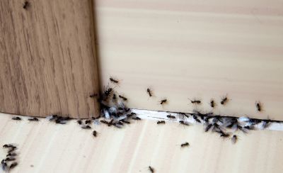 Ant Control Service in Frisco, TX