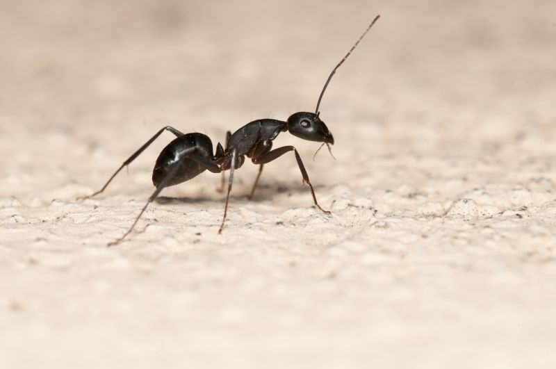 Ant Control Service in Mckinney, TX