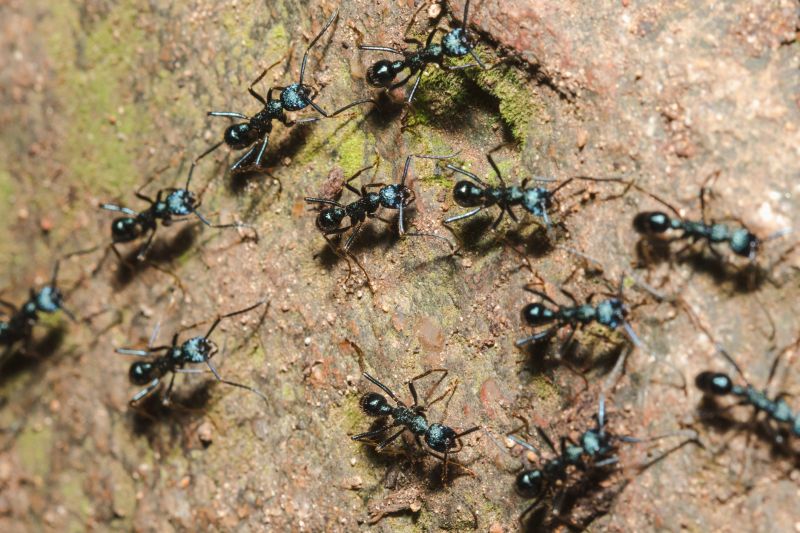 Black Ant Extermination in Fort Worth, TX