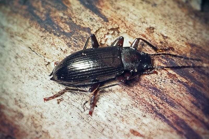 Bug Removal Service in Arlington, TX