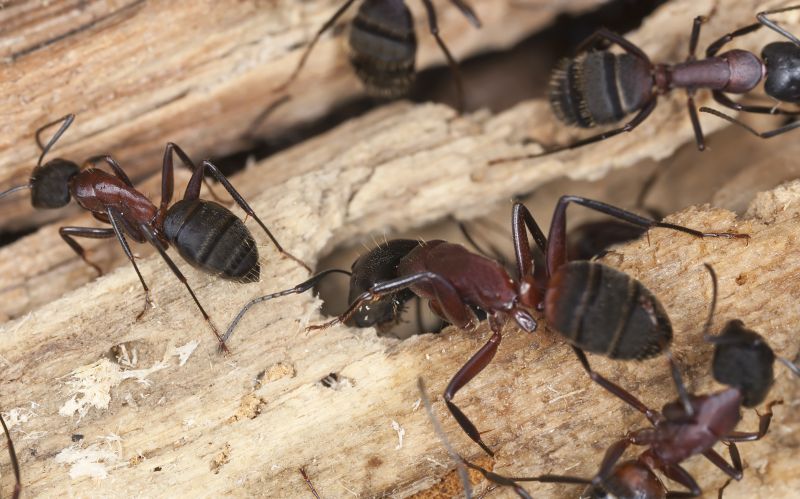 Carpenter Ant Extermination in Arlington, TX