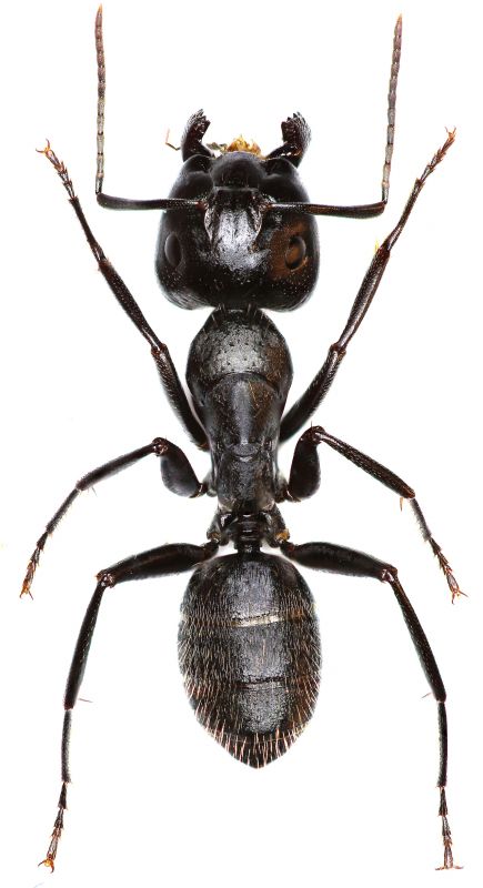 Carpenter Ant Extermination in Frisco, TX