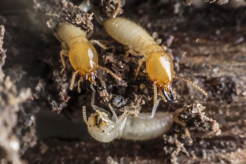 Commercial Termite Removal in Frisco, TX