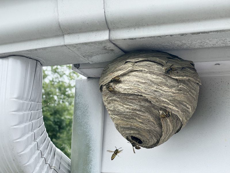 Wasp Nest Removal Near Me