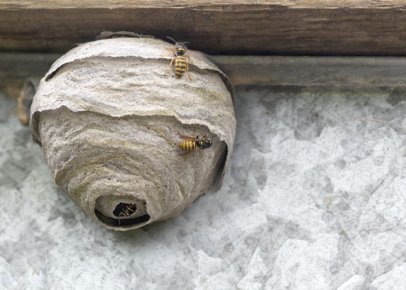 Wasp Nest Removal Near Me