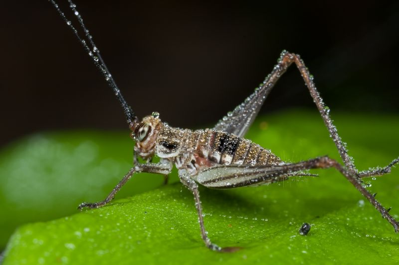 Cricket Control Service in Denton, TX