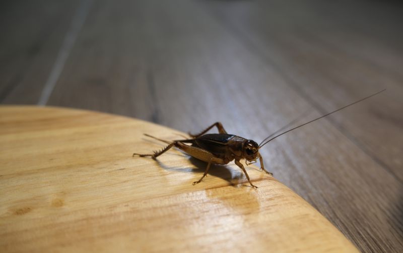 Cricket Control Service in New Braunfels, TX