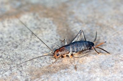Cricket Prevention in Mckinney, TX