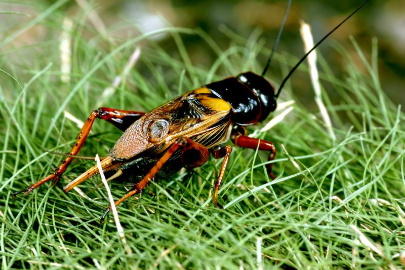 Cricket Prevention in Rockwall, TX