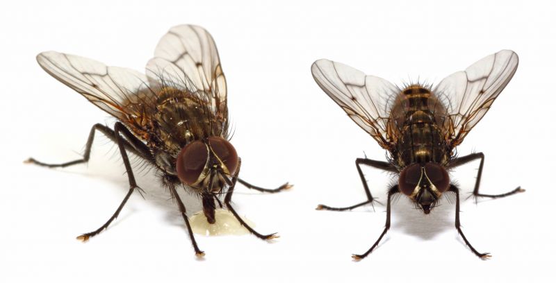 Fly Control Service in New Braunfels, TX