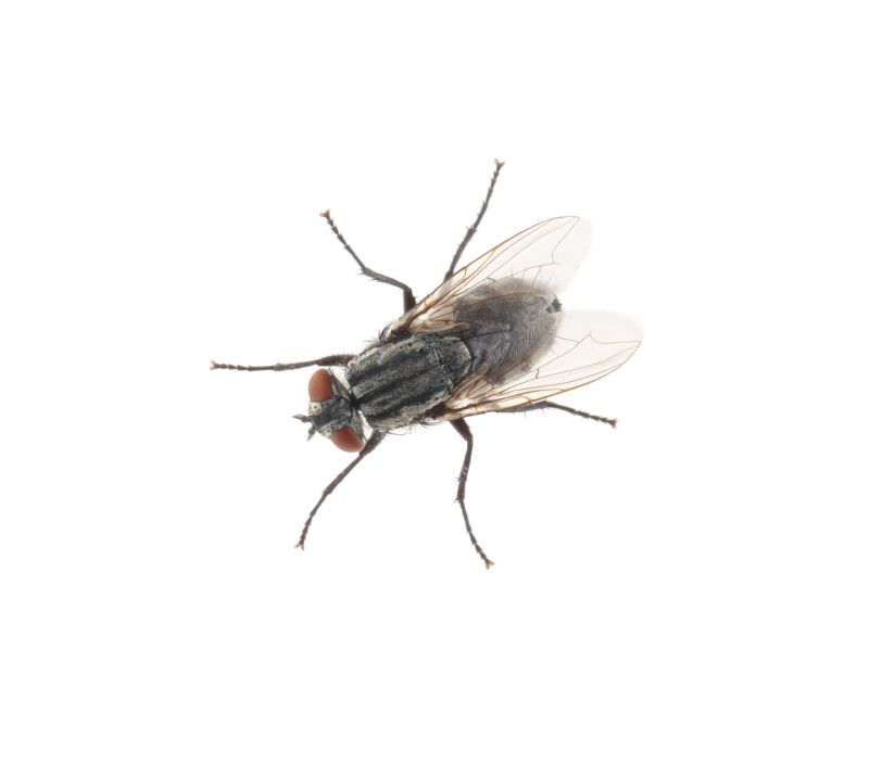 Fly Extermination in Rockwall, TX