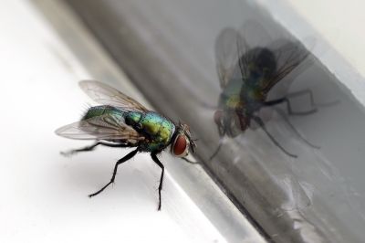 Fly Extermination in Denton, TX