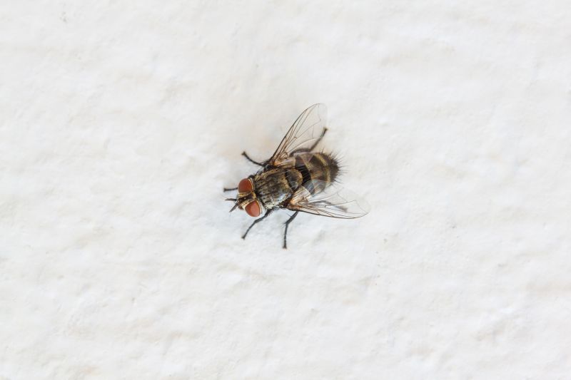 Fly Extermination in Mckinney, TX