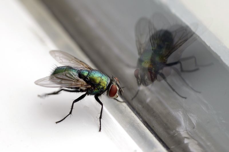 Fly Infestation Extermination in Denton, TX