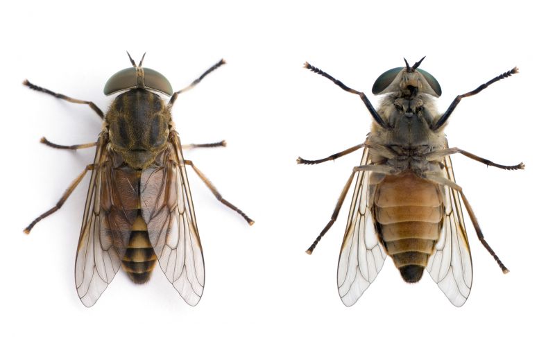 Fly Infestation Extermination in Denton, TX