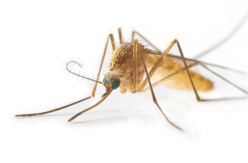 Fly Pest Control in Fort Worth, TX
