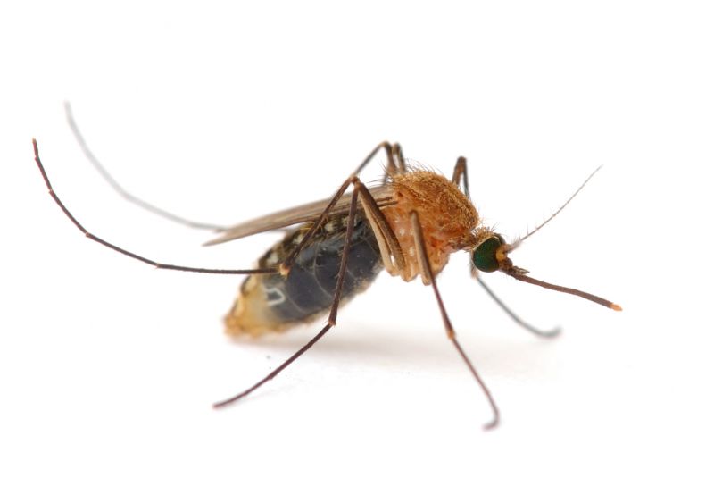 Fly Pest Control in Denton, TX