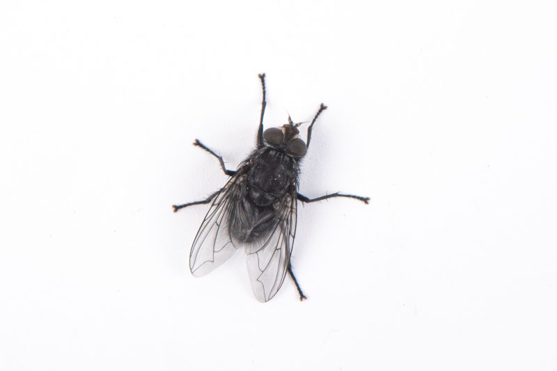Fruit Fly Extermination in Denton, TX