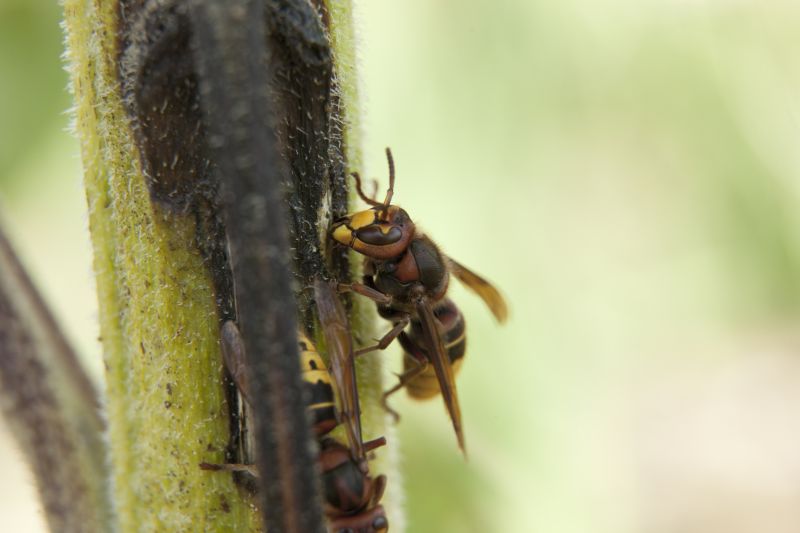 Wasp Nest Removal Near Me detail