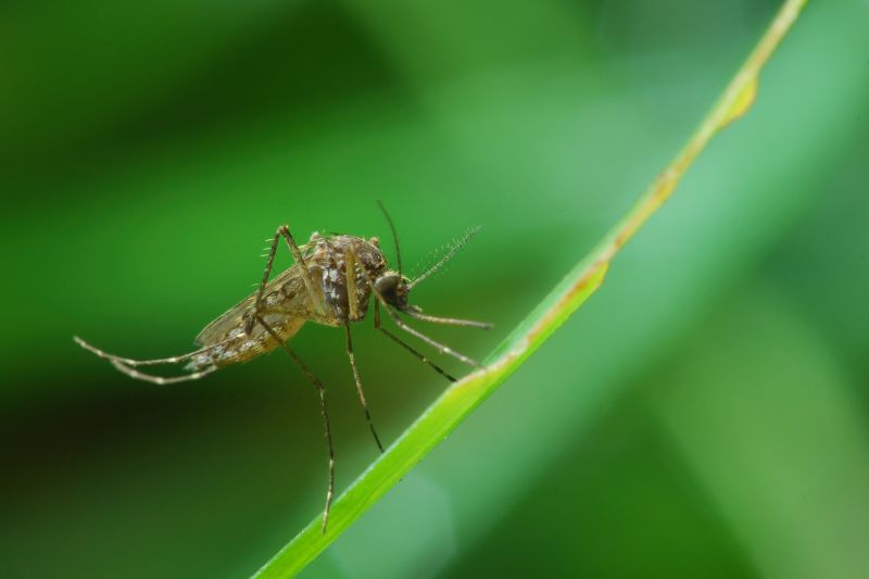Mosquitoes Pest Control in Katy, TX