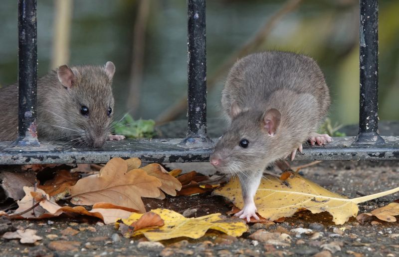 Rat Fumigation Service in Woodbridge, VA
