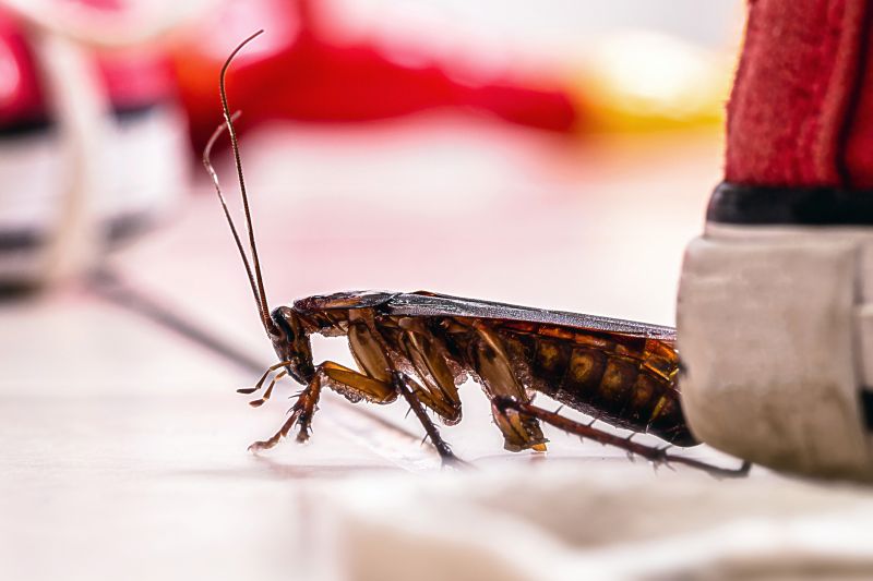 Roach Fumigation in Marietta, GA