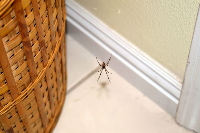 Spider Extermination Service in Frisco, TX