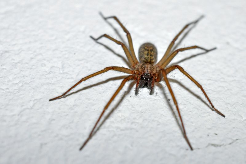 Spider Extermination Service in New Braunfels, TX