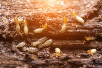 Termite Service in Katy, TX