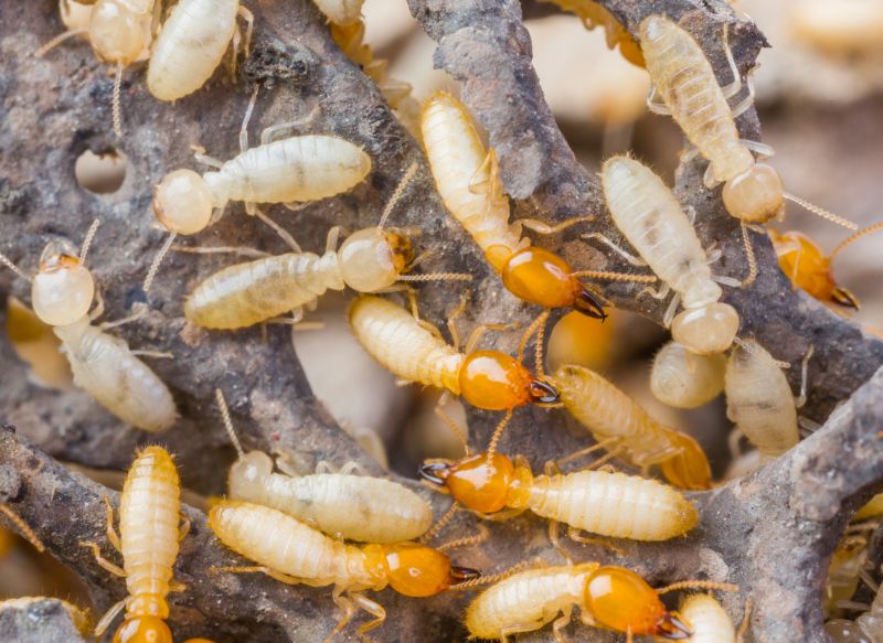 Termite Treatment Service in Katy, TX