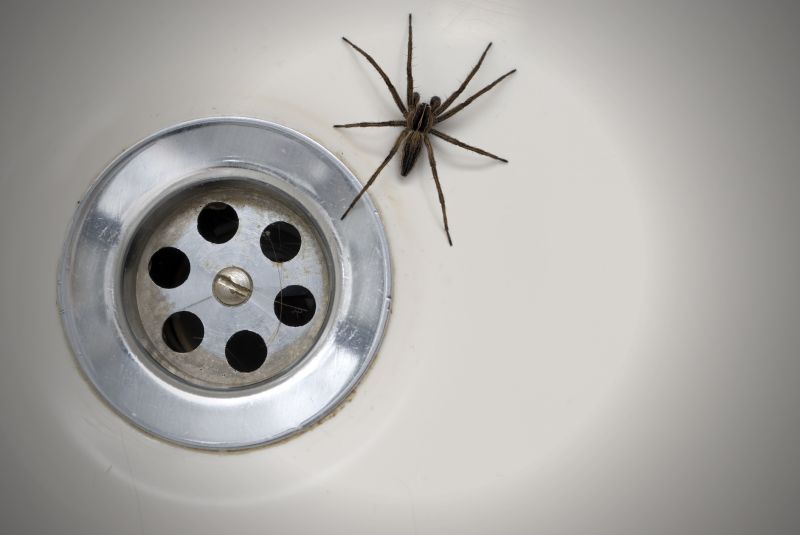 Trapdoor Spider Removal in Fort Worth, TX
