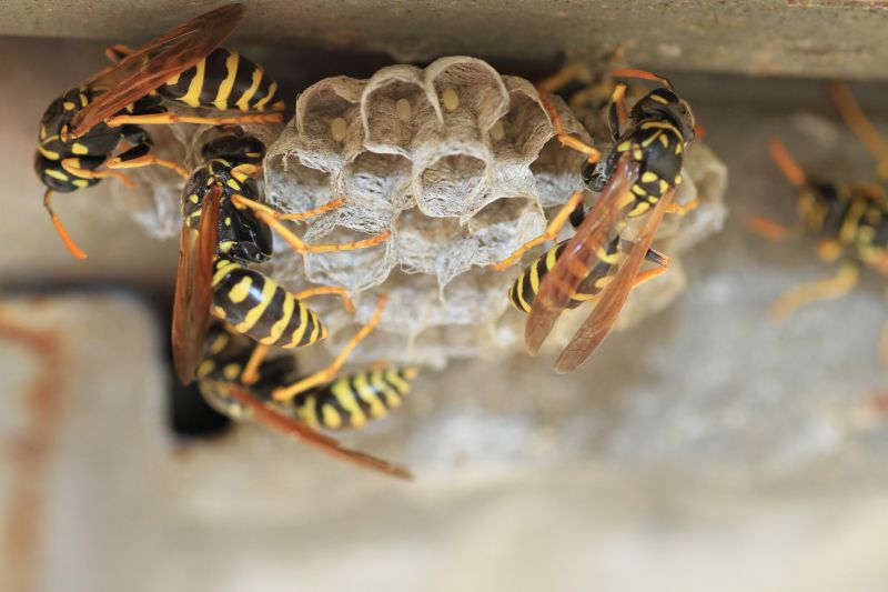 Wasp Nest Removal Near Me